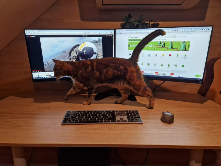 A macska mindig belemegy a képbe